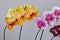 Home grown blooming phalaenopsis orchid collection colorful flowers