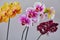 Home grown blooming phalaenopsis orchid collection colorful flowers