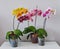 Home grown blooming phalaenopsis orchid collection colorful flowers