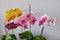 Home grown blooming phalaenopsis orchid collection colorful flowers