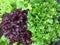 Home grown curly lettuce in purple color and other fresh salad l