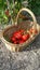 Home grown garden tomatoes in wickerwork basket