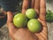 Home grown green Tomato on palm of hand Rooftop Gardening