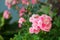 Home grown Miniature rose flower in pink growing in garden