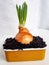 Home-grown Onion with chives growing in a reused plastic cup