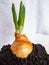 Home-grown Onion with chives growing in soil