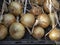 Home grown onions drying on a rack