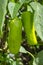 Home Grown Organic Peppers. Growing in a Greenhouse on an Allotment in a Vegetable Garden in Rural