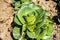 Home Grown Organic Radicchio or Italian Chicory `Radicchio Verdon` Cichorium intybus, macro picture