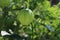 Home grown organic Tomatillo Physalis philadelphica . Growing in a vegetable garden.Food concept.