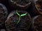 Home-grown small pepper plants growing on a window sill. Indoor gardening and germinating seedlings. Food growing from seeds