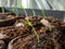 Home-grown small pepper plants growing on a window sill. Indoor gardening and germinating seedlings. Food growing from seeds