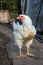 Home grown white and gray yard chicken looking into the camera side profile