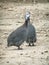 Home Guinea fowl on the farm.