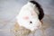 Home guinea pig Cavia porcellus on the hay, close-up.