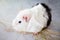 Home guinea pig Cavia porcellus on the hay, close-up