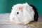 Home guinea pig Cavia porcellus on the hay, close-up.