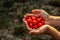 Home Harvest Cherry Tomatoes. Harvest Cherry tomatoes in hands.