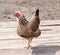 Home hen or chicken, walk freely in the yard