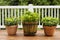 Home Herb Garden containing Large Flat Leaf Basil Plants