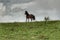 Home horse grazes on a green lawn in the mountains.