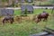 Home horse grazes on a green lawn in the mountains.