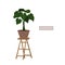 Home indoor houseplant philodendron in a pot on decorative ladder farmhouse style