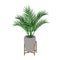 Home indoor palm tree houseplant in a decorative plant stand