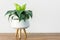 Home interior decoration Spathiphyllum house plant in white ceramic pot on wooden media stand white wall background