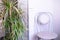 Home interior of the room - a chair and a green indoor flower of dracaena