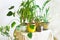 Home Jungle. Growing House Plants Concept. Different Indoor Plants On Table White Interior