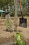 In the home kitchen garden, the farmer irrigates tomato seedlings in the spring using a green watering can. Backyard cultivation.