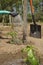 In the home kitchen garden, the farmer irrigates tomato seedlings in the spring using a green watering can. Backyard cultivation.