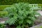 Home medicinal garden with herbs for rheumatic, digestion, cake, for drying tea and aromatic herbs for alcoholic liqueurs to use.