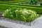 Home medicinal garden with herbs for rheumatic, digestion, cake, for drying tea and aromatic herbs for alcoholic liqueurs to use.