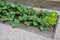 Home medicinal garden with herbs for rheumatic, digestion, cake, for drying tea and aromatic herbs for alcoholic liqueurs to use.