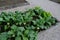 Home medicinal garden with herbs for rheumatic, digestion, cake, for drying tea and aromatic herbs for alcoholic liqueurs to use.