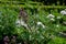 Home medicinal garden with herbs for rheumatic, digestion, rhubarb for cake, for drying tea and aromatic herbs for alcoholic lique