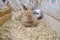 Home Mini Rabbit lies on sawdust in a specific accommodated housing area