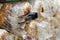 Home mushroom cultivation. Oyster mushroom growing on a block of mycelia