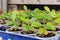 Home nursery green plant pots