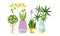 Home or Office Decorative Plants Set, Various Green Growing Potted Plants Flat Style Vector Illustration