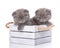 Home, peace, love concept - Cats. Scottish Fold Kittens in box on white background. Cats at home.