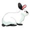 The home pet Californian rabbit. vector illustration