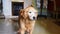 Home pet Lazy senior golden retriever