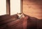 Home pet little fox sunbathing and relaxing on window sill in rustic cabin