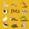 Home pets set, cat dog parrot goldfish hamster, domesticated animals