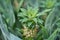 Home pineapple. Mini grow queensland plant. Tree farm field. Nature ecology food