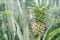 Home pineapple. Mini grow queensland plant. Tree farm field. Nature ecology food