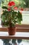 Home plant Anthurium